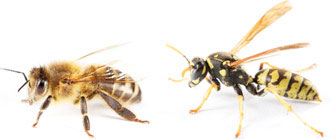 Bronx NY Exterminators Pest Control Bees & Wasps 