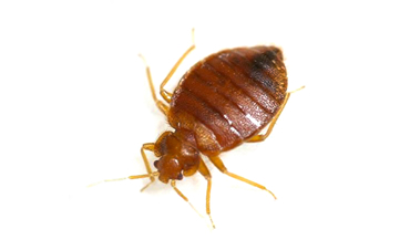 Bronx NY Exterminators Pest Control Bed Bugs Bedbugs