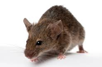Bronx NY Exterminators Pest Control Mice