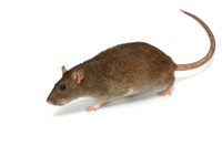 Bronx NY Exterminators Pest Control Rats