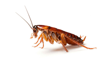Bronx NY Exterminators Pest Control Roaches