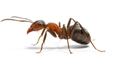 Bronx NY Exterminator Ants