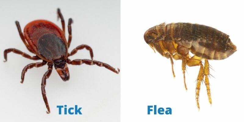 Bronx NY Exterminator Fleas Ticks